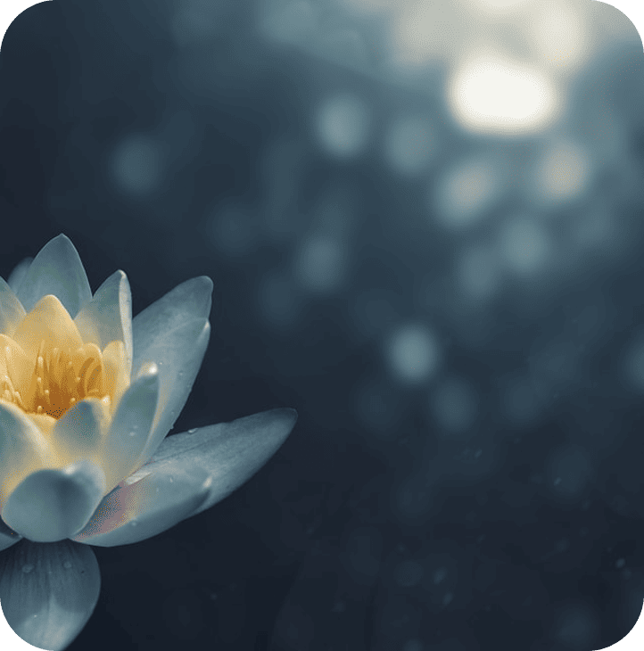 Lotus flower